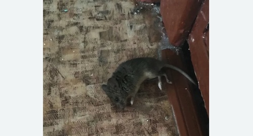 Дезинфекция от мышей в деревне Старая