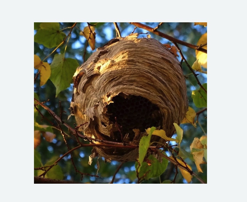 Обработка от шершней в деревне Старая