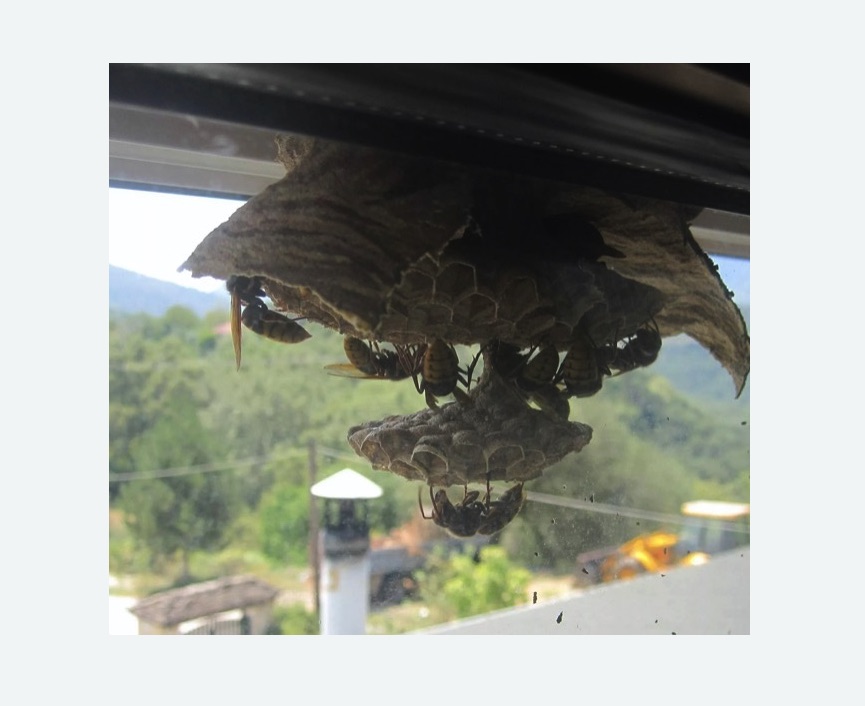 Уничтожение гнёзд шершней в деревне Старая